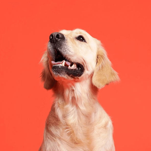 Uśmiechnięty młody pies z otwartym pyszczkiem.