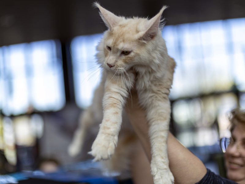Fotorelacja z pokazu kotów rasowych w Galerii Veneda 2