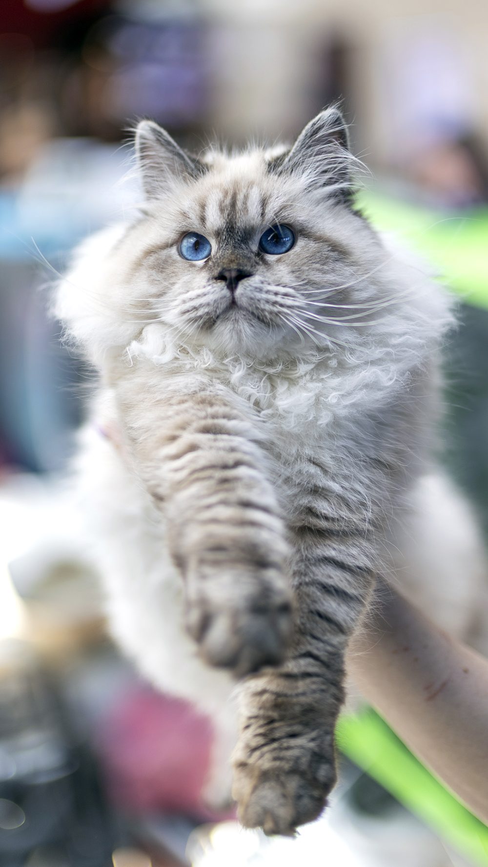 Fotorelacja z pokazu kotów rasowych w Galerii Veneda 3